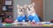 Two smart Welsh corgi pembroke or cardigan dogs in uniform obediently sit at desk littered with school supplies, listen