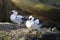 Two smews sitting on the rock