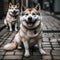 Two smiling Akita dog lying on urban sidewalk. Generative by Ai.