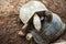 Two smiling tortoise friends playing