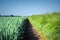 Two smooth, clean wheat fields and hybrid barley, separated by a thin stripe of soil, against the sky