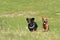 Two smooth-haired miniature dachshunds running across field