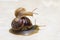 Two snail grape close-up - studio shot, biology, wild life