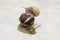 Two snail grape close-up - studio shot, biology, wild life