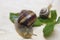 Two snail grape close-up - studio shot, biology, wild life