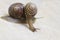 Two snail grape close-up - studio shot, biology, wild life