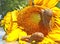 Two snail on the sunflower head close up