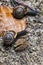 Two Snails Competing with Each Other on an Autumn Background