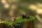 Two snails crawl in different directions in the early morning on a stump with moss in the woods