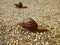 Two snails crawling slowly on the rocky floor