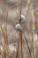 two snails in the dry field in summer