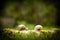 Two snails meet in the forest on a branch with moss with a blurred background