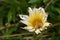 Two snails resting inside of old white yellow Coastal Gazania ri