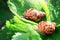 Two snails are sitting on a leaf of strawberry on a sunny day.