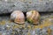 Two snails on the stone stairs