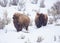 Two snow covered bison walking in Yellowstone