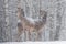 Two Snow-Covered Red Deer Cervus Elaphus Stand In A Half-Turn On The Outskirts Of A Snow-Covered Birch Forest.Two Female Noble
