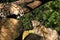 Two snow leopards hissing at each other