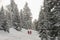 Two snowboarders standing in the between snowcovered trees