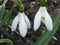 Two snowdrop bloom