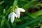Two snowdrop blossoms in top view in front of blurry leaves