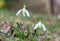 Two snowdrops in the meadow