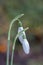 Two snowdrops in the Old Cemetery Southampton Common