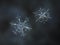 Two snowflakes glittering on smooth blur background