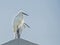 Two Snowy Egrets perch on top of a building with a blue background.