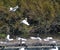 Two Snowy Egrets About to Land