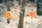 Two Snowy Maple Leaves on Twigs in Balance - Retro