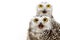 Two Snowy Owl on white background, Bubo scandiacus. Close Up