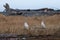 Two snowy owls on logs