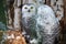 Two snowy owls in the woods