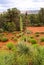 Two soaptree plants in Sedona