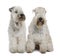 Two Soft-coated Wheaten Terriers, sitting