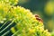 Two soldier beetles on yellow dill flowers