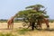 Two Somalia giraffes eat the leaves of acacia trees