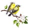 Two song birds on spring branch with leaves and flowers