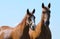 Two sorrel horses