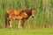 Two sorrel horses, foal and mare