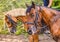 Two sorrel horses. Side view head shot of a bay stallions.