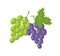 Two Sorts of Grape, Green and Lilac Fresh Fruits