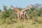 Two South African giraffe fighting beside another