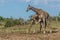Two South African giraffe fighting in bush
