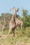 Two South African giraffe fighting each other