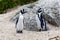 Two South African penguins with heads down standing on Boulders beach