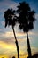 Two Southern California Palm Trees Silhouetted Against Dramatic Evening Sunset Vertical