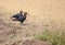 Two Southern Ground Hornbills walking in the savannah