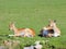 Two Southern Lechwe antelope